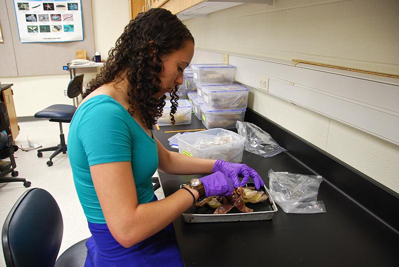 College first-year Caracol Haley dissects a rat for her Organismal Biology class. Instead of having students dissect rats, the instructor of one of the lab sections this semester has decided to challenge them to create their own organ.