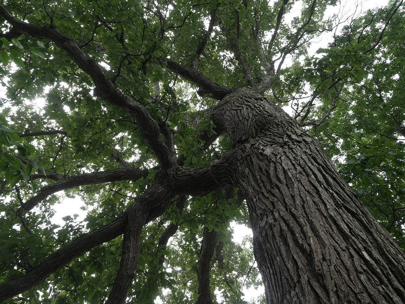 Arboretum Fund Sets Example of Environmental Stewardship – The Oberlin ...