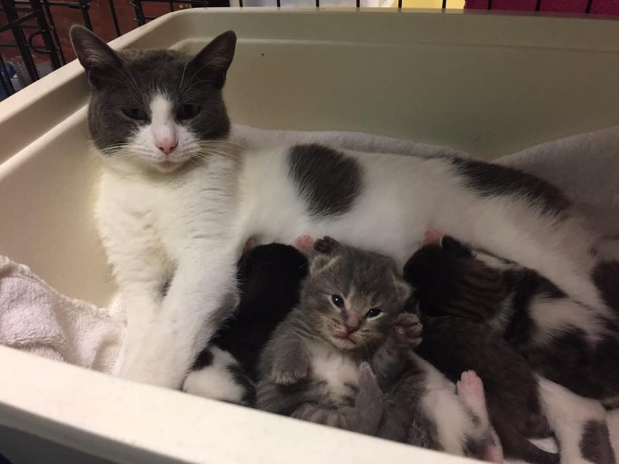 A mother cat and her kittens. CATSS provides care for younger animals at Ginko Gallery & Studio, and for mature cats at their Lincoln Street location. 