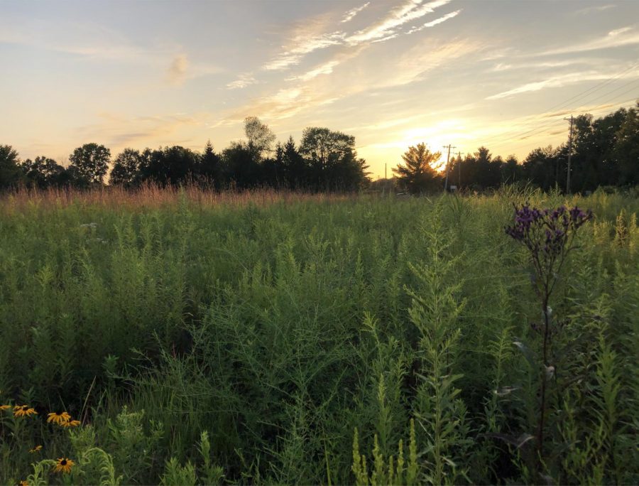 The Western Reserve Land Conservancy is a prairie located on Hamilton Street, just west of the Oberlin Recreation Complex.