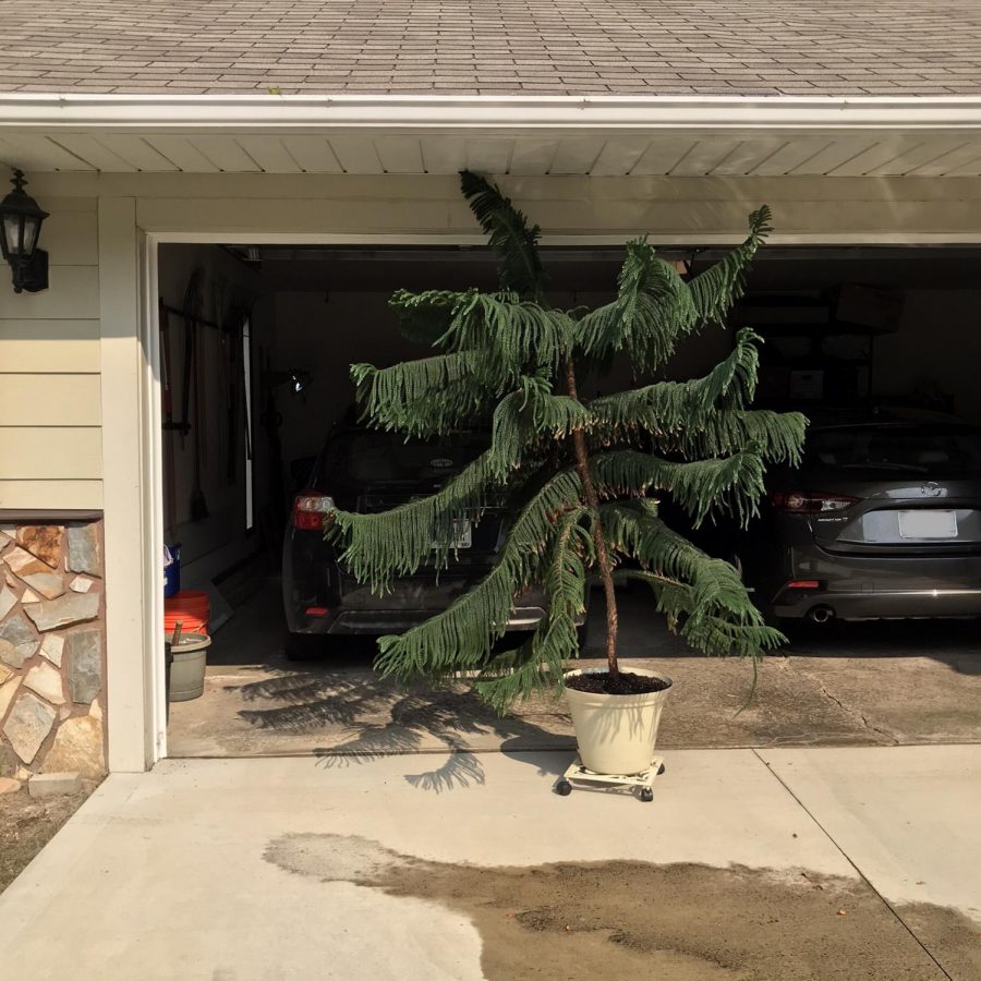 Oberlin+resident+Josie+Gruber+used+the+What+do+you+have%3F+What+do+you+need%3F+group+to+find+this+beautiful+Norfolk+pine.+She+also+then+used+the+group+to+pass+the+plant+along+to+someone+else%2C+upon+realizing+it+was+too+big+for+her+space.+