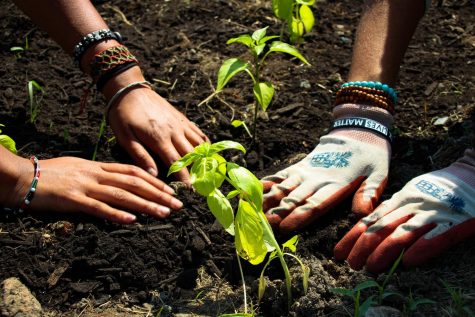 Photo by Rachel Serna-Brown. The hands of Vera Grace Menafee and Imani Badillo in the soil of Vel’s Purple Oasis.
