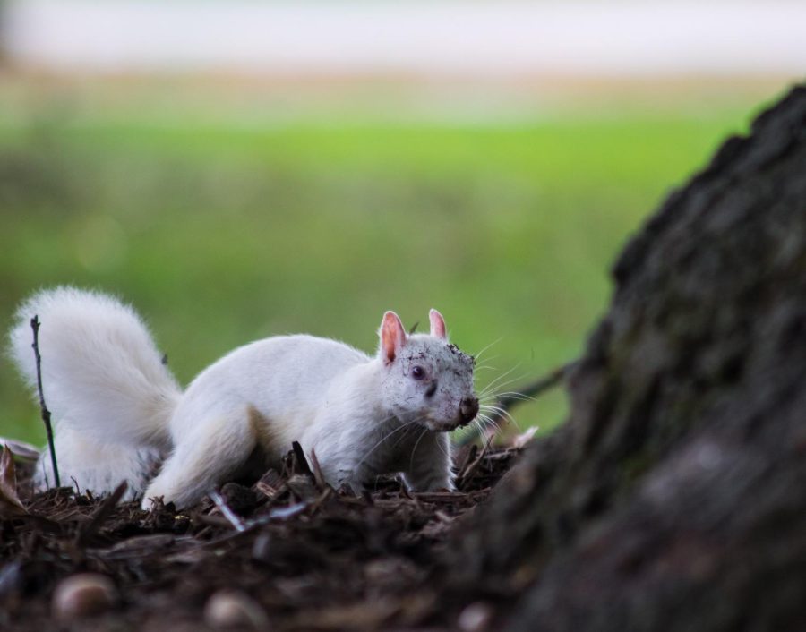 Albino Squirrel 1_Photo by Abe Frato_COLOR (2)