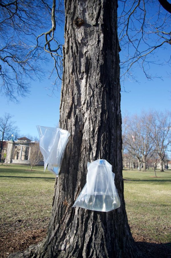 Bags gather maple sap in Tappan Square.